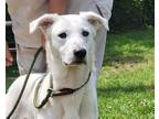 Adopt Benny a White Husky / Saluki / Mixed dog in Anniston, AL (38543797)