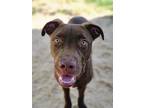 Adopt Grady a Brown/Chocolate - with White Pit Bull Terrier / Labrador Retriever