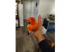 Adopt Zymie and Nyxie a Yellow Conure bird in Inverness, FL (38352806)