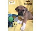 Adopt Kylie a Mixed Breed