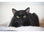 Adopt Jackie a All Black Domestic Shorthair (short coat) cat in Leavenworth