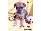 Adopt Kai a Mixed Breed