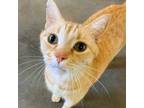 Adopt Punky a Orange or Red (Mostly) Tabby (short coat) cat in Leavenworth