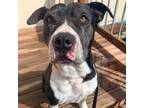 Adopt Grace a White - with Black Pit Bull Terrier / Mixed dog in Leavenworth