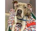 Adopt Luna a Gray/Silver/Salt & Pepper - with White Pit Bull Terrier / Mixed dog