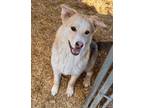 Adopt Lainey a Husky, Nova Scotia Duck Tolling Retriever