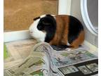 Adopt CHILLI a Guinea Pig