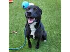 Adopt Lydia a Black Labrador Retriever