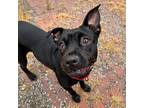 Adopt Oak a Black Pit Bull Terrier / Mixed dog in Leavenworth, KS (38442090)