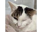 Adopt Ghost a Domestic Short Hair