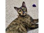 Adopt Queen a Tortoiseshell, Domestic Short Hair