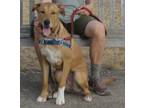 Adopt Tuluz a Tan/Yellow/Fawn - with White Mixed Breed (Large) / Mixed dog in