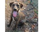 Adopt Stella a Brindle - with White Mixed Breed (Large) / Mixed dog in