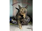 Adopt Meowy Cassatt a Domestic Short Hair