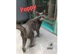 Adopt Poppy a Russian Blue