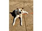 Adopt Forky a Pit Bull Terrier, Mixed Breed