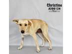 Adopt CHRISTINE a Labrador Retriever, Mixed Breed