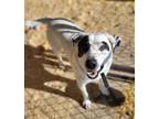 Adopt Spot a White - with Black Labrador Retriever / Pit Bull Terrier / Mixed