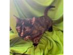 Adopt Peppi a Tortoiseshell Domestic Shorthair / Mixed (short coat) cat in