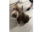 Adopt Meatball a Gray/Blue/Silver/Salt & Pepper American Staffordshire Terrier /