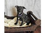 Adopt Phoebe Buffay a Labrador Retriever, Plott Hound