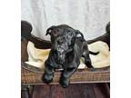 Adopt Monica Geller a Labrador Retriever, Plott Hound
