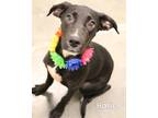 Adopt Hallie a Labrador Retriever / Mixed dog in Gautier, MS (38409205)