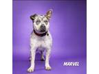 Adopt Marvel a Catahoula Leopard Dog