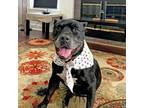 Adopt Petal a Pit Bull Terrier