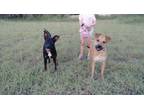 Adopt Hazel and Midnight a Pit Bull Terrier