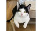 Adopt Aine a Black & White or Tuxedo Domestic Shorthair (short coat) cat in Palo