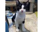 Adopt Bean a All Black Domestic Shorthair / Mixed cat in San Pablo