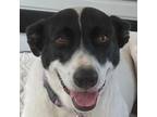 Adopt Rose a English Pointer