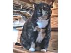 Adopt Ethel a Calico or Dilute Calico Calico / Mixed (short coat) cat in
