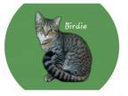 Adopt Birdie #chirper a Tabby