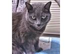 Adopt Wanda a Gray or Blue Domestic Shorthair / Mixed (short coat) cat in