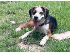 Adopt Bluebelle a Tricolor (Tan/Brown & Black & White) Beagle / Mixed dog in