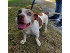 Adopt Butterball a Jack Russell Terrier / Mixed dog in Columbia, TN (38358164)