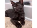 Adopt June a All Black Domestic Mediumhair cat in Chapel Hill, NC (38523097)