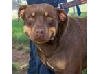 Adopt Largo a Brown/Chocolate Rottweiler / Retriever (Unknown Type) / Mixed dog