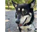 Adopt Shirley a Husky