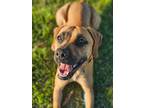 Adopt REESE a Tan/Yellow/Fawn - with Black Hound (Unknown Type) / Mixed dog in