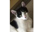 Adopt Oreo a Black (Mostly) Domestic Shorthair / Mixed (short coat) cat in