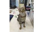 Adopt Minosh a Domestic Shorthair / Mixed cat in Oakland, NJ (38590859)
