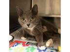 Adopt Blair a Domestic Shorthair / Mixed cat in Versailles, KY (38604495)