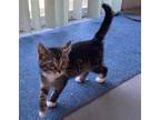 Adopt Princess Lily a Brown Tabby Domestic Shorthair / Mixed (short coat) cat in