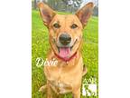 Adopt Dixie a Carolina Dog, Hound