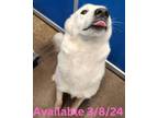 Adopt Dog Kennel # 32 B.A. a Husky, Great Pyrenees