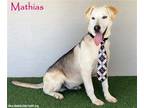 Adopt Mathias a Black - with Tan, Yellow or Fawn Hound (Unknown Type) / Husky /