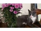 Adopt Goose a Gray or Blue (Mostly) Domestic Shorthair (short coat) cat in